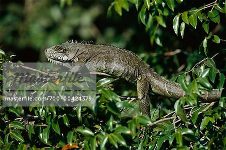 Green Iguana, Pantanal, Brazil