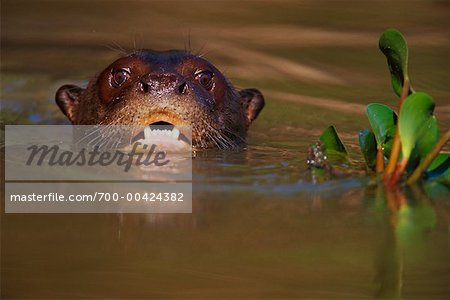 Loutre de rivière géant, Pantanal, Brésil