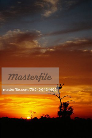 Jabiru Storchennest bei Sonnenaufgang, Pantanal, Transpantaneira, Brasilien