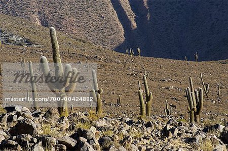 Cacti, Argentina