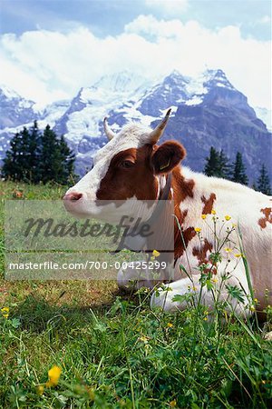 Cow by Mountains Bernese Alps, Switzerland