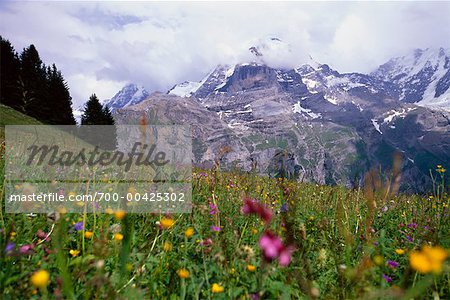 Alpine Flowers, Jungfrau Region, Bernese Alps, Switzerland