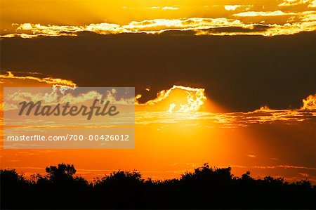 Mato Grosso, au lever du soleil, Pantanal, Brésil