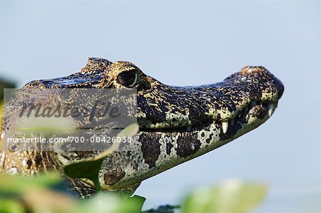 Caïmans, Mato Grosso, Pantanal, Brésil