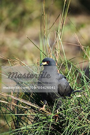 Snail Kite