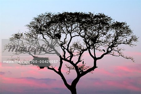 Silhouette of Jabiru Stork Nest in Tree