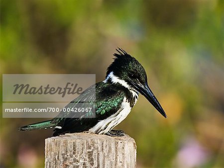 Amazon Kingfisher