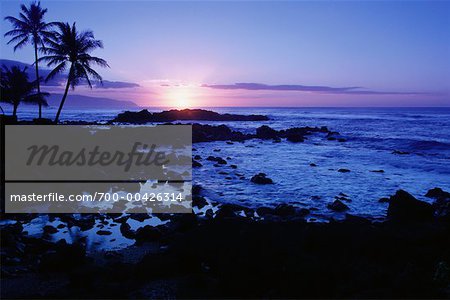 Palmiers au crépuscule, Oahu, Hawaii, USA