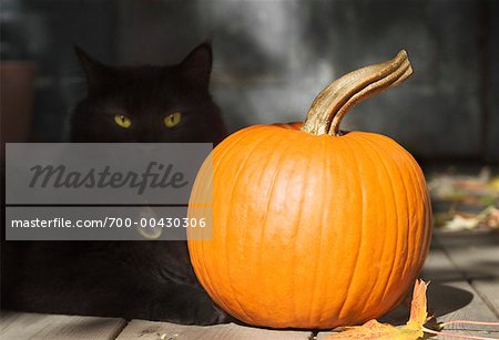 Schwarze Katze liegend neben Kürbis