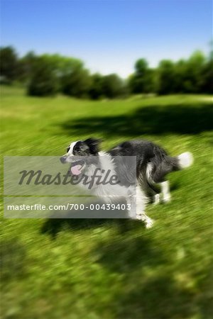 Border Collie Running