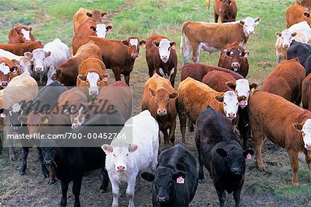Cattle on Farm, Alberta, Canada