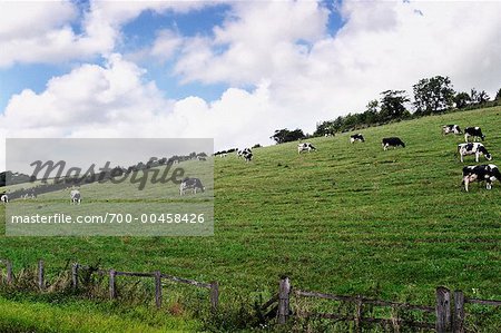 Field of Cows, North of Bath, England