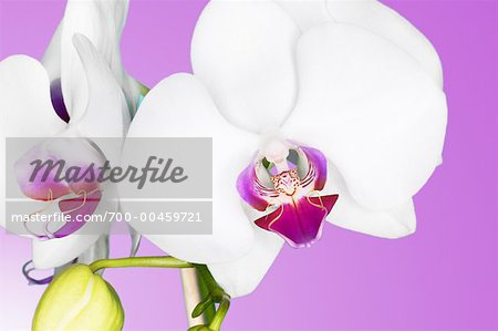 Orchidées Phalaenopsis