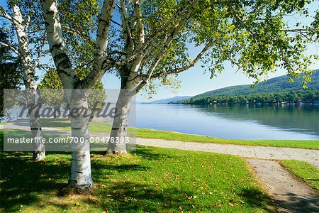 Birke Bäume und Gehweg, Lake George, Adirondack Park, New York, USA