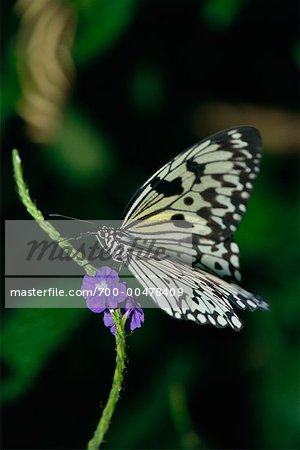 Close up of Rice Paper Butterfly