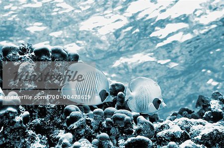 Poisson-papillon Poisson-papillon