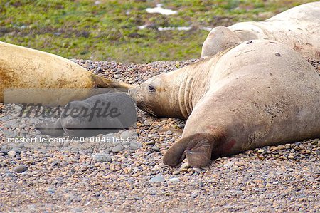 Southern Elephant Seal Family, Punta Delgada, Peninsula Valdez, Chubut Province, Argentina, Patagonia