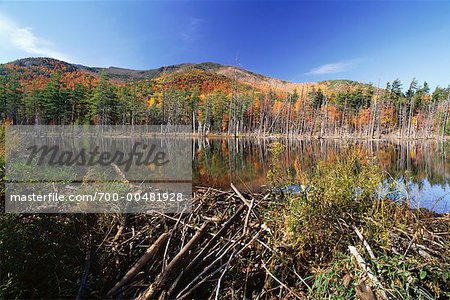 Biber Teich im Herbst, Adirondack Park, New York, USA