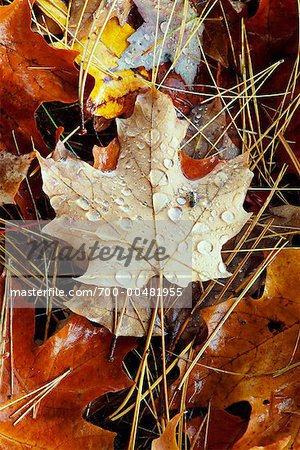 Maple Leaf and Pine Needles on Forest Floor