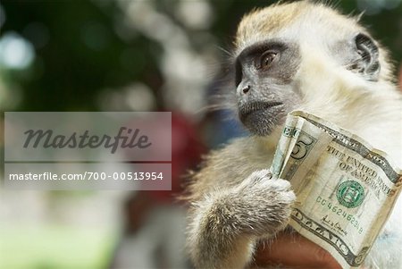 Monkey Holding Five Dollar Bill