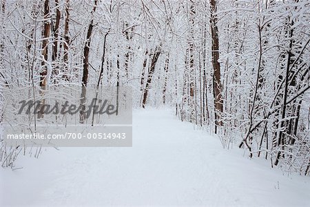 Chemin couvert de neige à travers la forêt