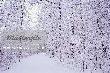 Ski Trail in Forest,