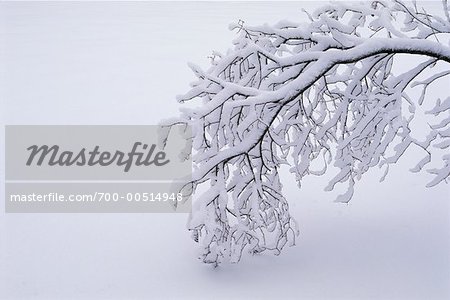 Snow Covered Branch