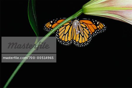 Butterfly Leaving Cocoon