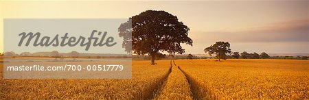 Oak Tree in Wheat Field, Dorset, England