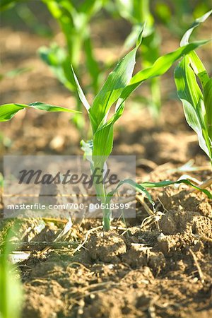 Maïs plante, Wisconsin, USA