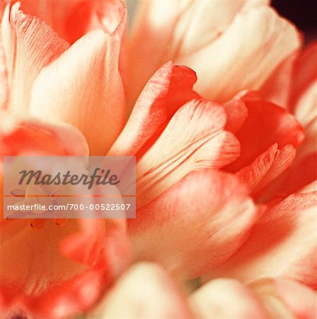 Close Up of Tulips