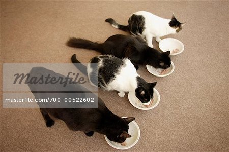 Chats mangeant