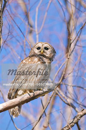 Barred Owl, Atchafalaya Basin, Louisiana, USA