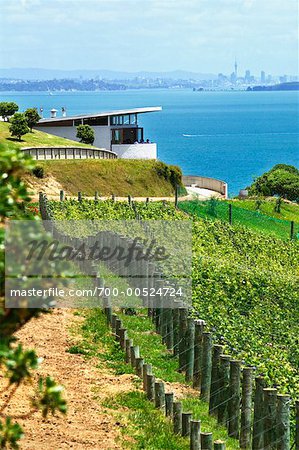 Te Whau Vineyard and Cafe, Waiheke Island, New Zealand