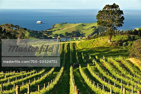 Weinberg, steinige Teig Waiheke Island, Neuseeland