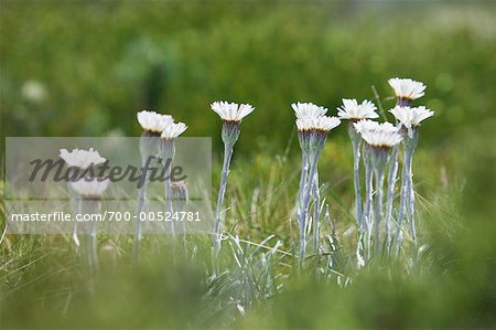 Close-Up of Wildflowers