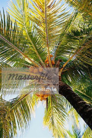 Coconut Palm, Guadeloupe, French West Indies