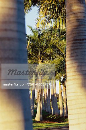Palm arbres, Guadeloupe, Antilles françaises