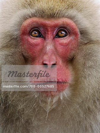 Macaque japonais