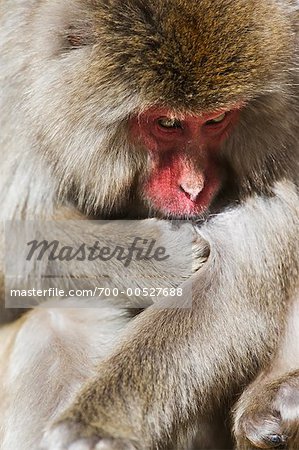 Japanese Macaque