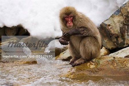 Japanese Macaque