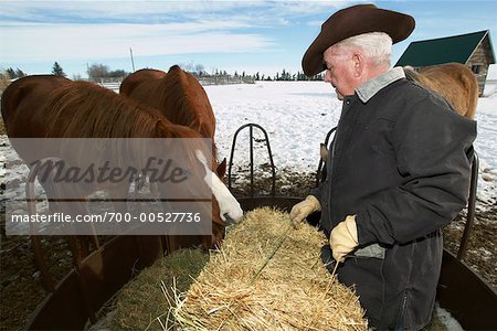 Rancher Feeding Horses