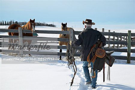 Éleveur s'approchant des chevaux