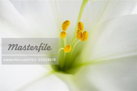 Close-Up of Easter Lily