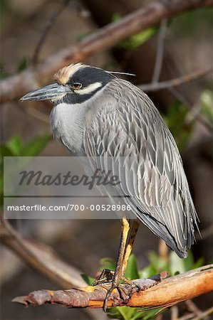 Yellow-Crowned Night Heron