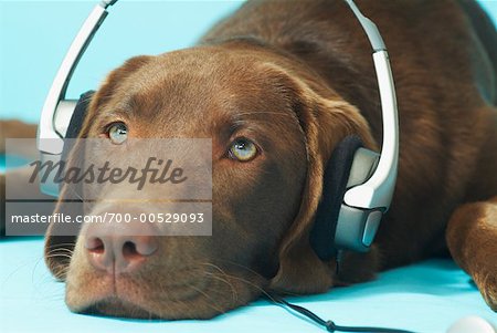 Dog Listening to Music