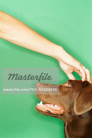 Frau Petting Dog