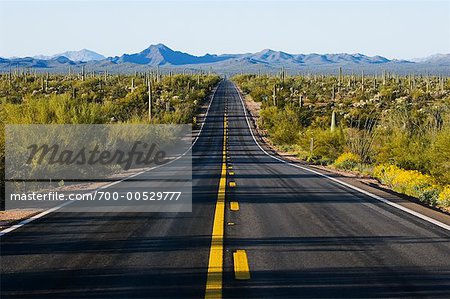 Road Leading to Organ Pipe Cactus National Monument, Arizona, USA