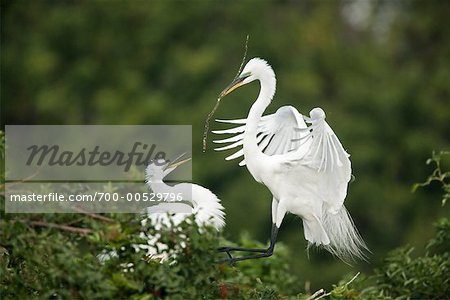 Grande aigrette construction nid, colonie de Venise, Venise, Floride, États-Unis