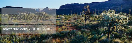 AJO montagne et désert, orgue tuyau National Monument, Arizona, USA
